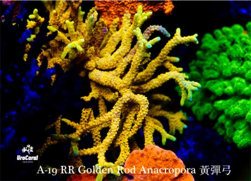 A19 RR Golden Rod Anacropora