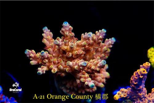 A21 Orange County