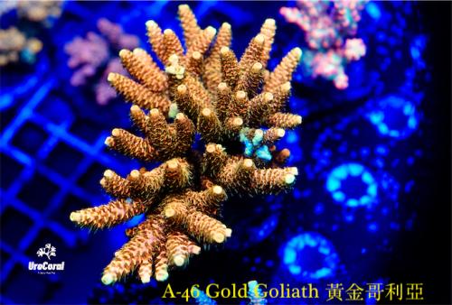 A46 Gold Goliath