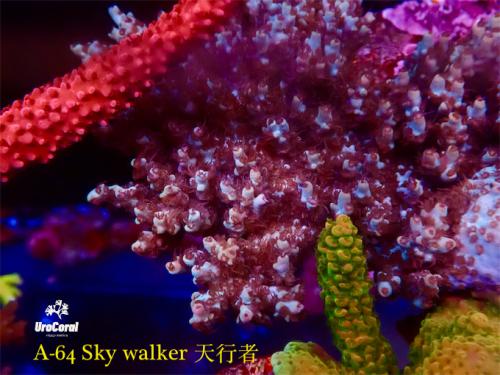 A64 Sky walker