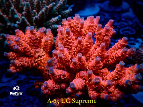 A65 UC Supreme