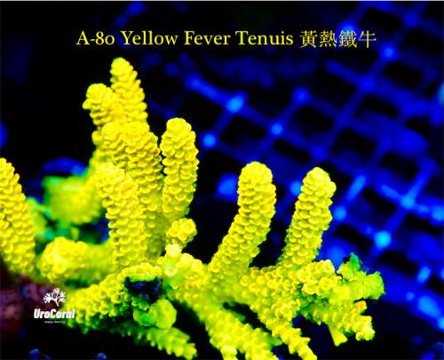 A80 Yellow Fever